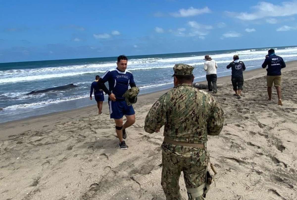 activan-rescate-de-ballena-varada-en-playas-villamil.ecuador221.com_.ec_ Activan rescate de ballena varada en Playas Villamil