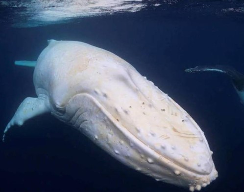 Ballena jorobada albina sorprende en Puerto López