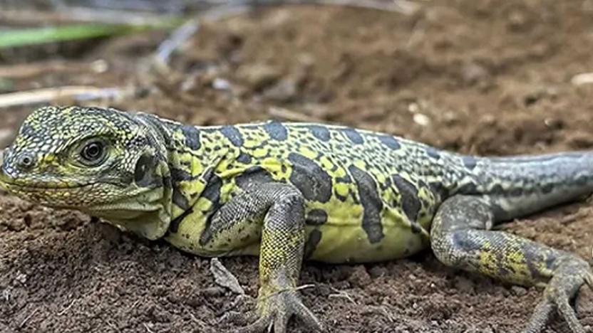 ecuador 221 descubren-dos-crias-de-iguana-rosada-amenazada.ecuador221.com_.ec_ Descubren dos crías de iguana rosada amenazada