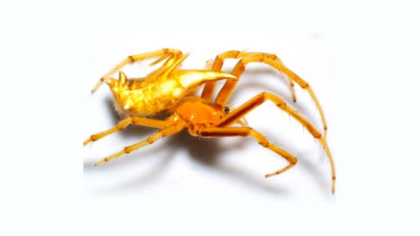 ecuador 221 descubren-dos-nuevas-especies-de-aranas-amazonicas-ecuatorianas.ecuador221.com_.ec_ Descubren dos nuevas especies de arañas amazónicas ecuatorianas