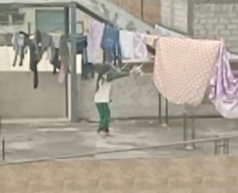 Indignación nacional por niña maltratando gato en Cayambe