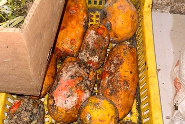 Locales clausurados en Guayas por plagas y sanciones