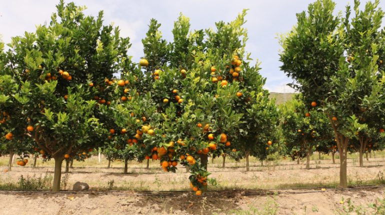Mandarina ecuatoriana 'Tango' debuta en mercado estadounidense