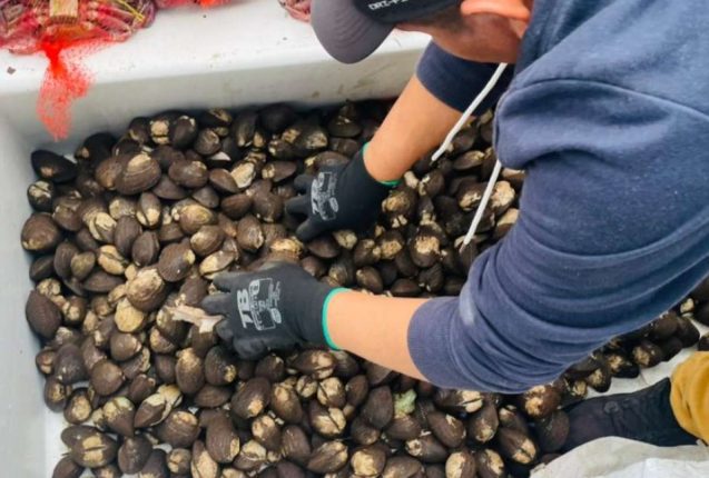 Aduana frustra envío ilegal de mariscos en Guayaquil