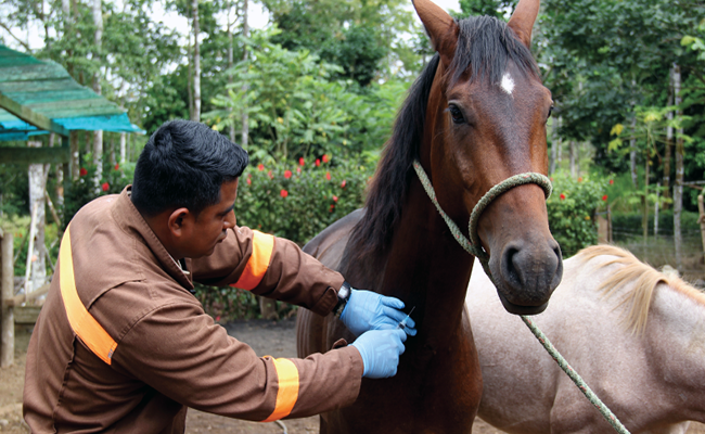 Agrocalidad confirma casos de influenza equina en cuatro provincias
