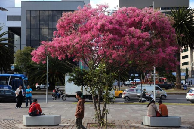 Arupos tiñen de rosado a Quito en pleno verano