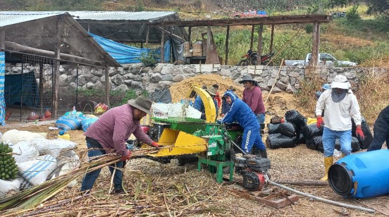Azuay fortalece reserva forrajera para posibles sequías