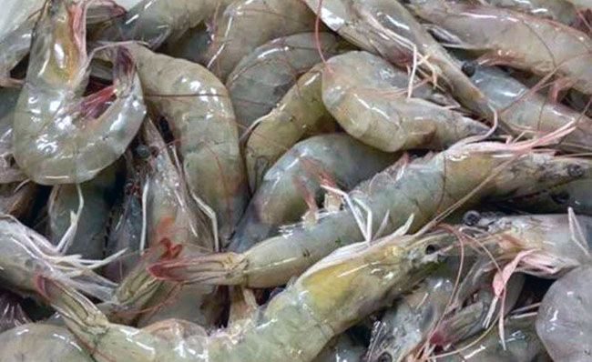 Camarón ecuatoriano paga USD 20 millones mensuales por nuevo arancel