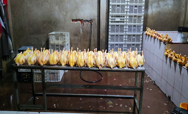 Clausuran local clandestino de faenamiento de pollos en Chillogallo