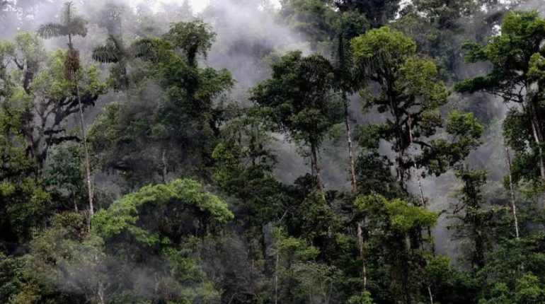 Descubren árbol en peligro crítico dentro del Chocó Andino