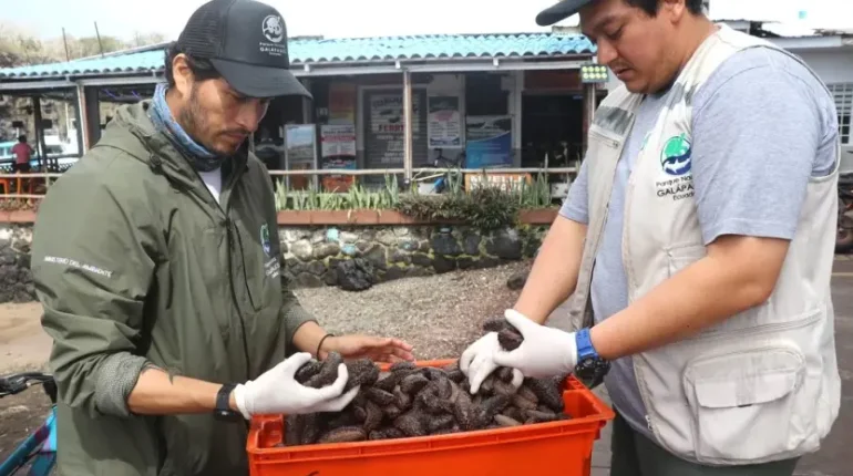 Desde octubre se abre la pesca del pepino de mar en Galápagos