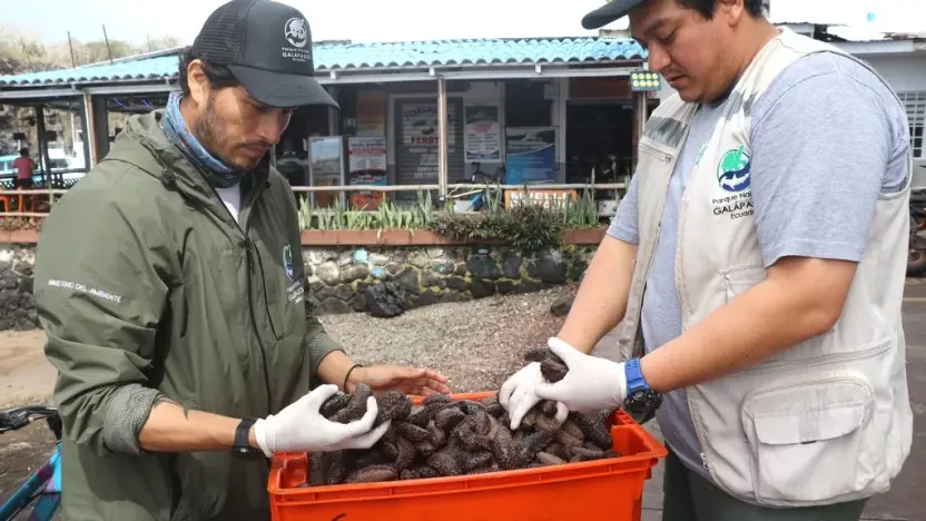 desde-octubre-se-abre-la-pesca-del-pepino-de-mar-en-galapagos-ecuador221.com_.ec_ Desde octubre se abre la pesca del pepino de mar en Galápagos