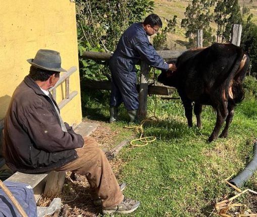 Desparasitación beneficia a más de 350 animales en Azogues