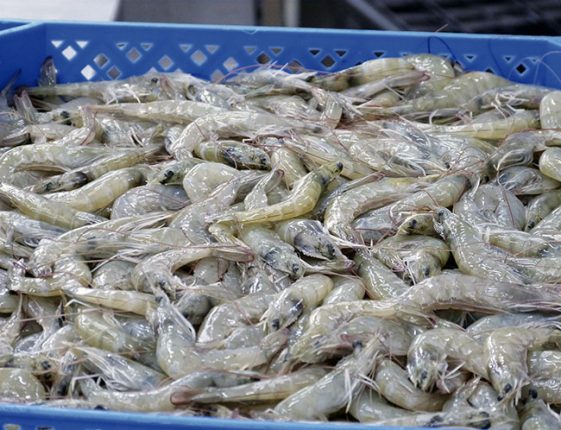 Expectativa en Ecuador por apertura del mercado brasileño al camarón