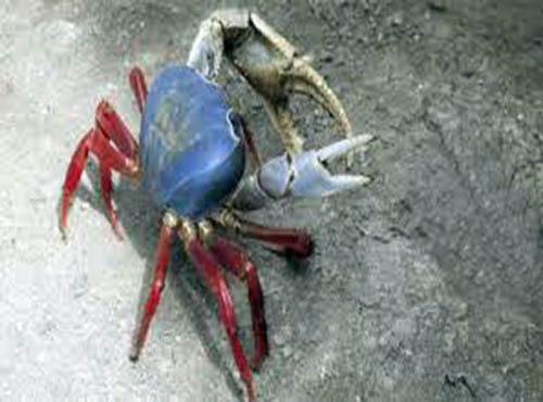 La veda del cangrejo rojo y azul empieza mañana viernes