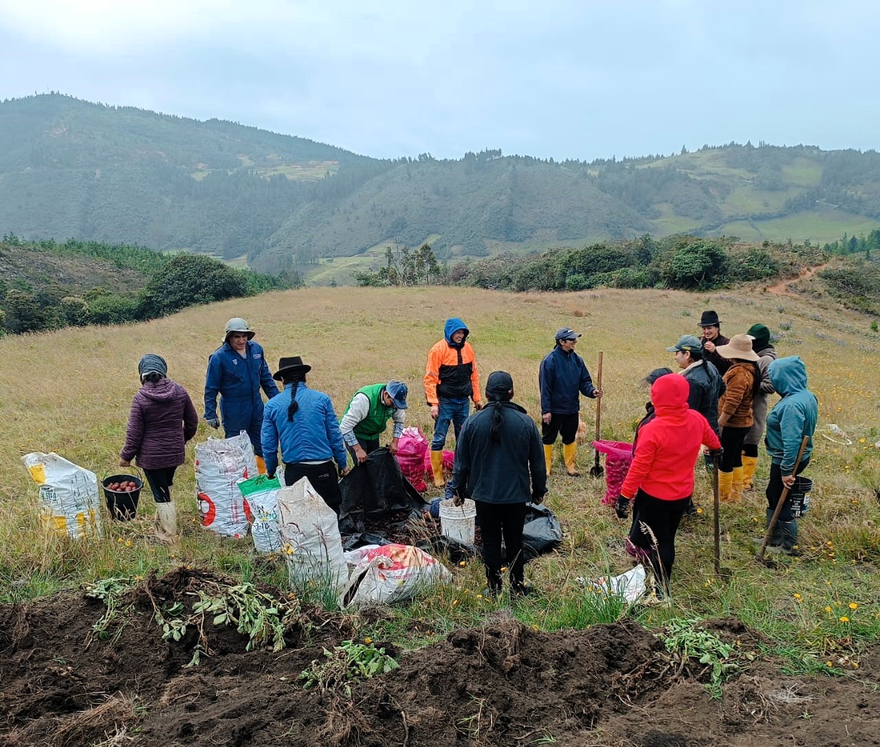 ecuador 221 mag-impulsa-dia-de-campo-para-mejorar-produccion-papa.ecuador221.com_.ec_ MAG impulsa día de campo para mejorar producción papa