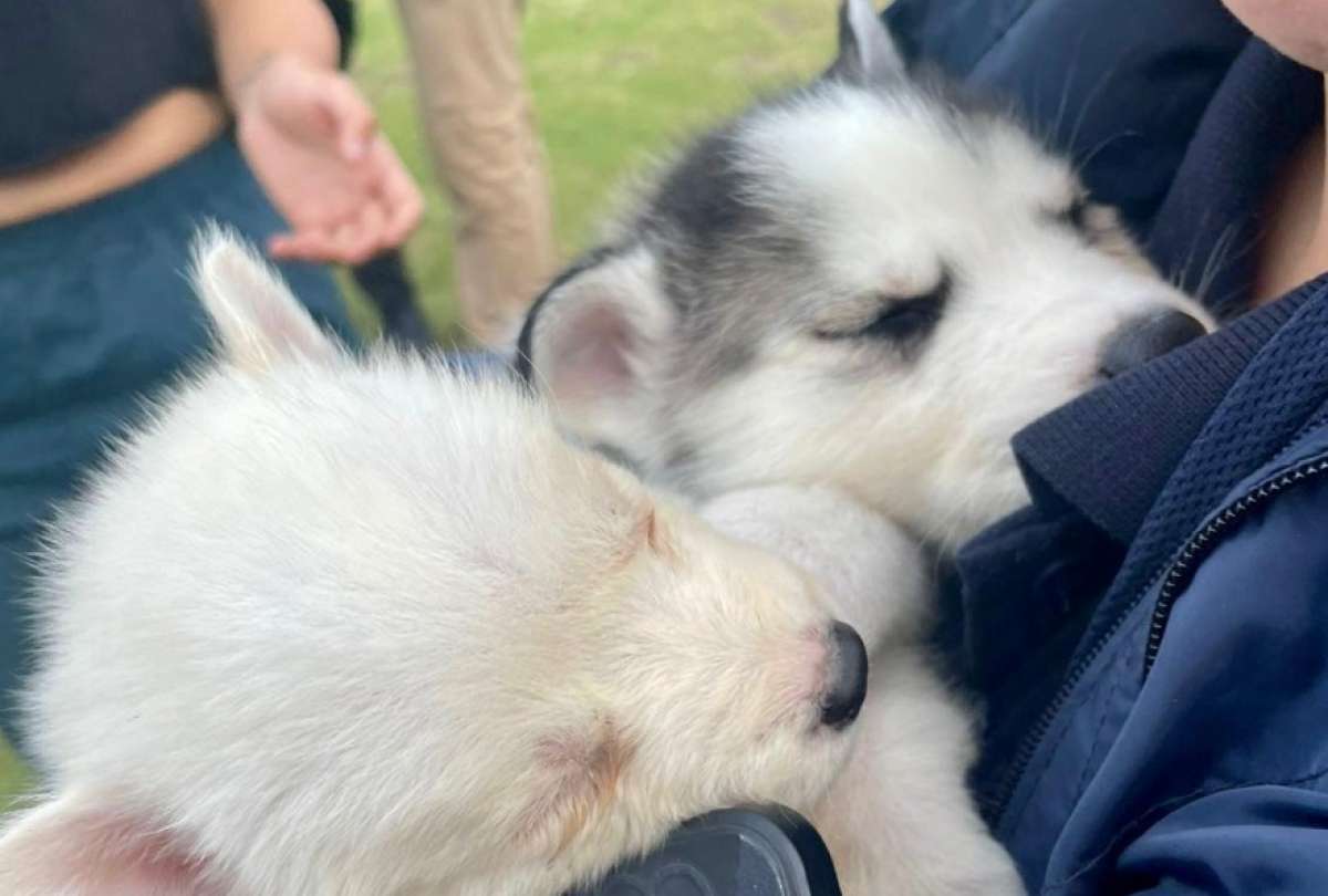 multan-con-usd-4.700-a-vendedor-ilegal-de-cachorros.ecuador221.com_.ec_ Multan con USD 4.700 a vendedor ilegal de cachorros