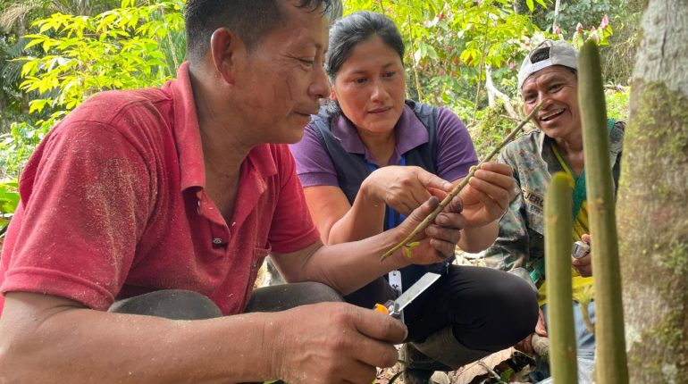 Productores de Wambula aprenden injertos para mejorar cacao
