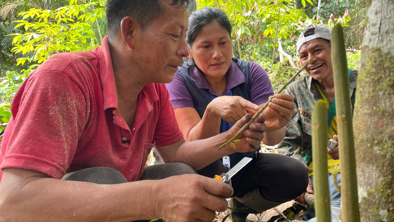 productores-de-wambula-aprenden-injertos-para-mejorar-cacao.ecuador221.com_.ec_ Productores de Wambula aprenden injertos para mejorar cacao