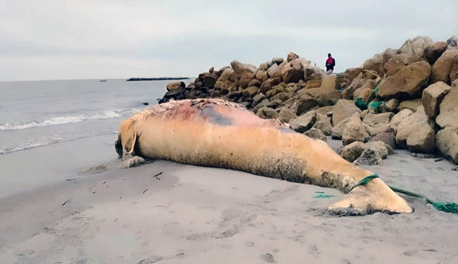 Una ballena muerta permanece en la isla Jaime