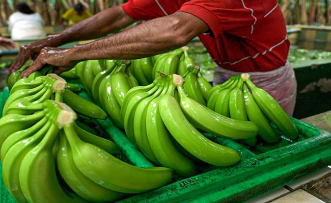Ecuador alcanzó récord en exportaciones agropecuarias