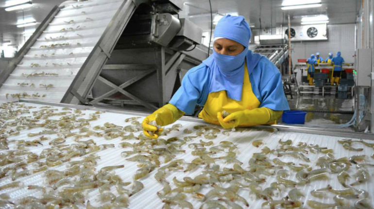 Ecuador retoma exportación de camarón crudo a Colombia