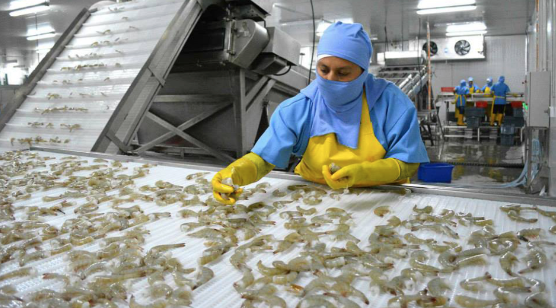 ecuador-retoma-exportacion-de-camaron-crudo-a-colombia.ecuador221.com_.ec_ Ecuador retoma exportación de camarón crudo a Colombia