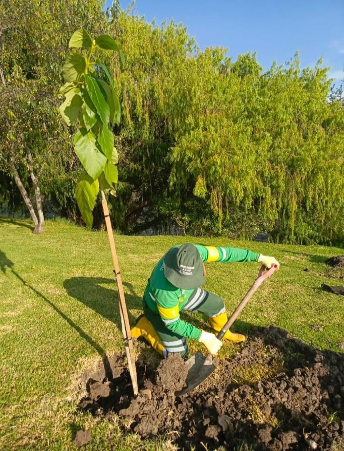 ecuador 221 emac-ep-reforesto-630-arboles-y-presento-informes.ecuador221.com_.ec_ EMAC EP reforestó 630 árboles y presentó informes