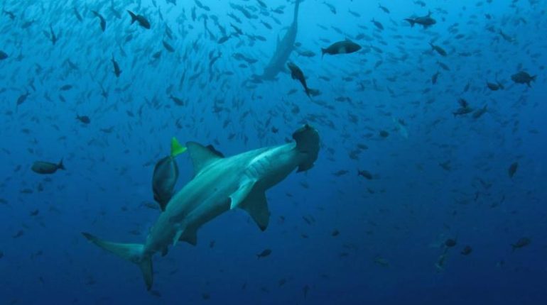 Galápagos amplía Reserva de Biósfera a 20,6 millones