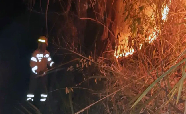 Incendio forestal en Quilanga arrasó cerca de 100 hectáreas de bosque