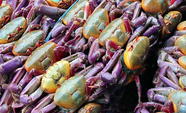 La veda de cangrejo rojo y azul finaliza el lunes 15 de septiembre