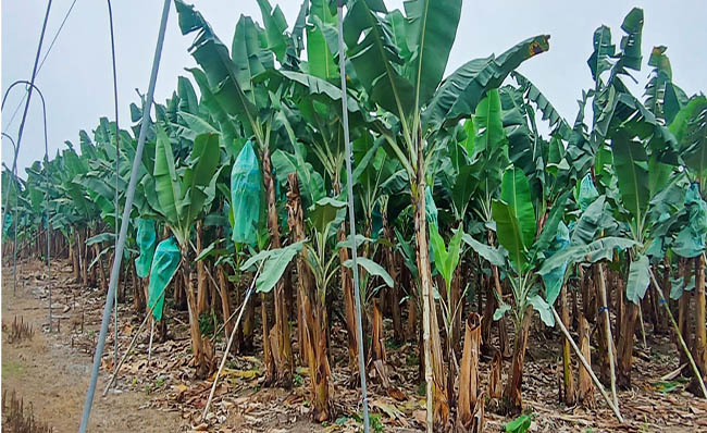 MAG difundirá resultados sobre la presencia del fusarioum Raza 4