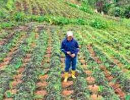 MAGP comprará 24 mil toneladas de arroz