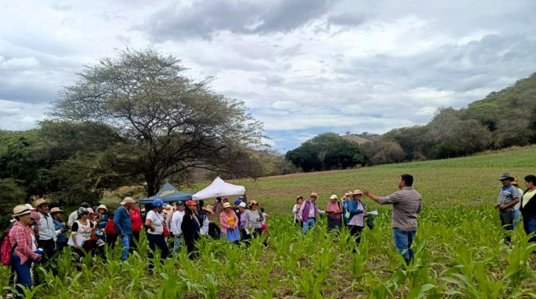 MAGP realiza día de campo para impulsar producción de maíz