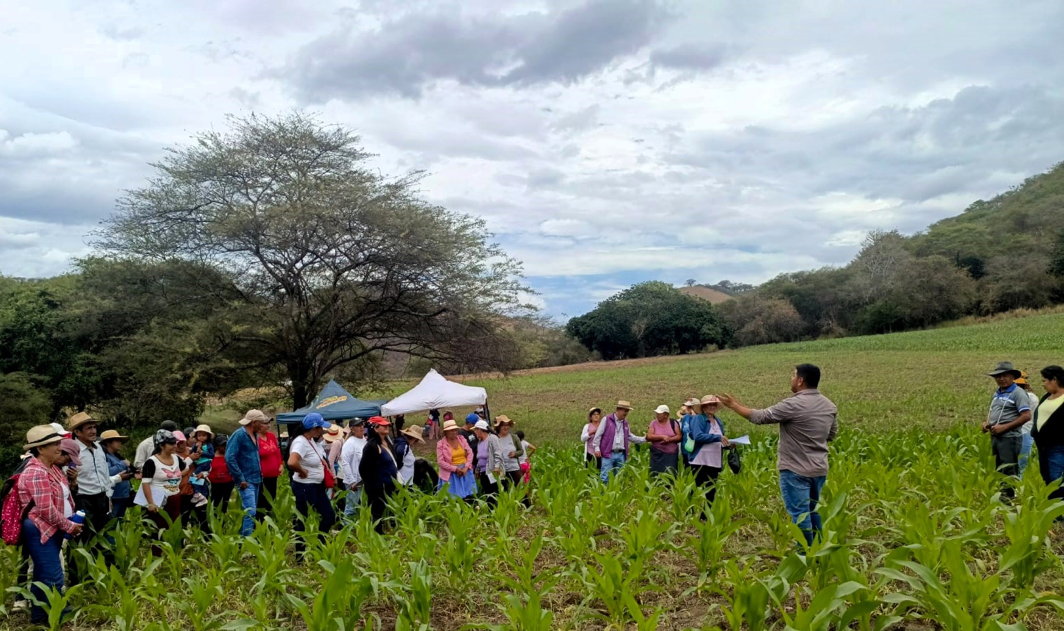 magp-realiza-dia-campo-impulso-produccion-maiz-duro.ecuador221.com_.ec_ MAGP realiza día de campo para impulsar producción de maíz