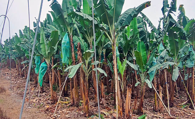 Noboa aplica nuevo crédito 7x7 que entregará hasta USD 300 mil