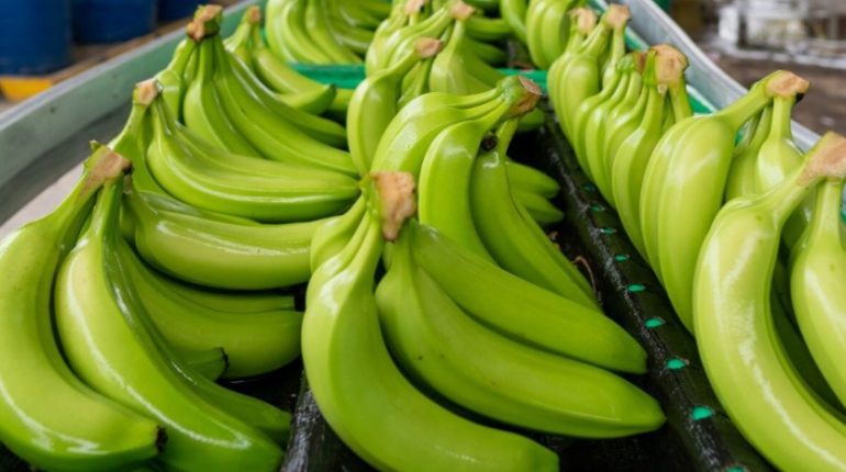 Pequeños bananeros alertan falta de prevención ante Fusarium