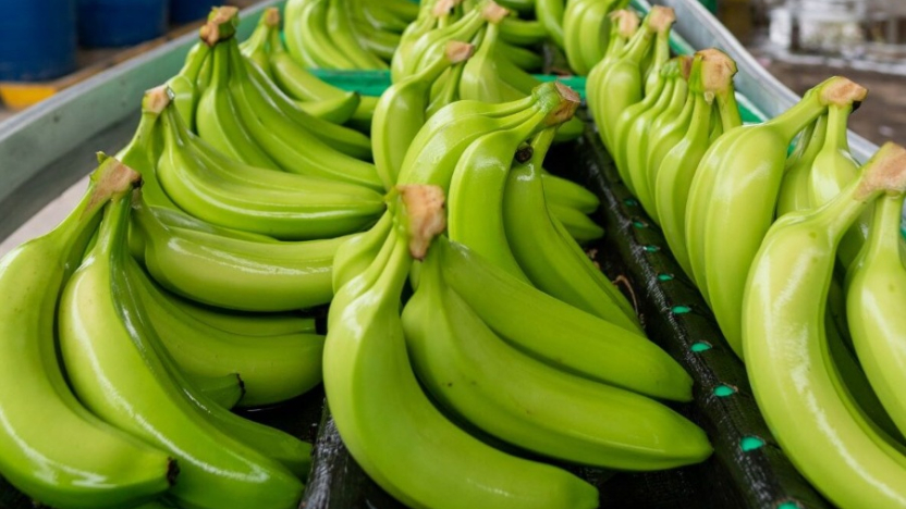 pequenos-bananeros-alertan-falta-de-prevencion-ante-fusarium.ecuador221.com_.ec_ Pequeños bananeros alertan falta de prevención ante Fusarium