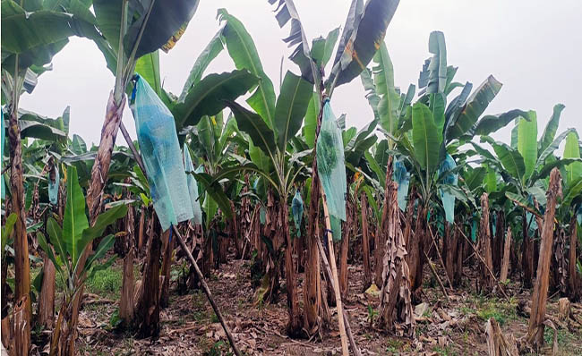 Precio de la caja de banano sube a USD 7,50 a partir de 2026