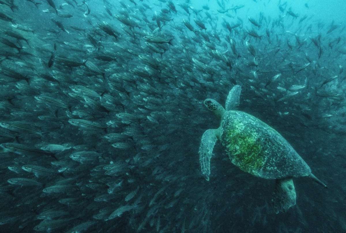 ecuador-amplia-reserva-biosfera-galapagos.ecuador221.com_.ec_ Ecuador amplía la Reserva de Biósfera Galápagos con 6 millones de hectáreas