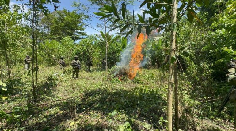 Ejército de Ecuador destruye 10.000 plantas de coca en frontera con Colombia