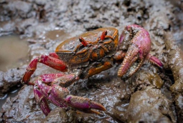 Ecuador prohíbe exportación de cangrejos por seis años
