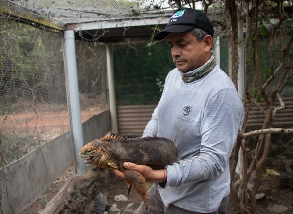 ecuador-reintroduce-1.500-iguanas-terrestres-en-isla-santiago.ecuador221.com_.ec_ Ecuador reintroduce 1.500 iguanas terrestres en isla Santiago
