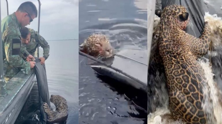 Jaguar herido por disparos sobrevive tras dramático rescate