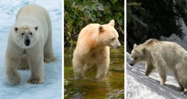 Joey, el oso más famoso por su falsa historia viral