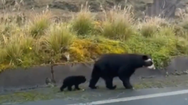 Oso de anteojos y sus crías son grabados cruzando vía Baeza – Papallacta