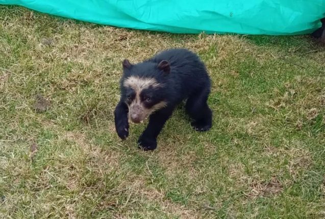 Rescatan cría de oso de anteojos en Cayambe
