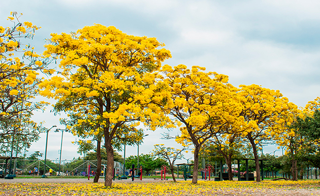 ecuador 221 cuando-los-guayacanes-florecen-guayaquil-se-llena-de-amarillo-y-vida-ecuador221.com_.ec_ Cuando los guayacanes florecen, Guayaquil se llena de amarillo y vida
