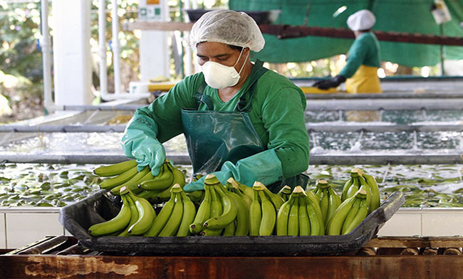 Exportaciones de banano crecen 3,40% hasta octubre de 2025