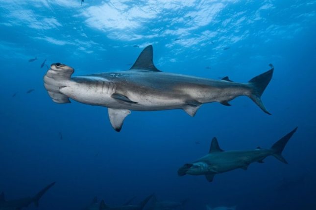 Galápagos destaca entre las zonas con más tiburones del mundo